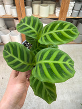 Load image into Gallery viewer, Calathea 'Zebrina' 4"