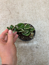 Load image into Gallery viewer, Hoya compacta variegata 4&quot; - Variegated Rope Hoya