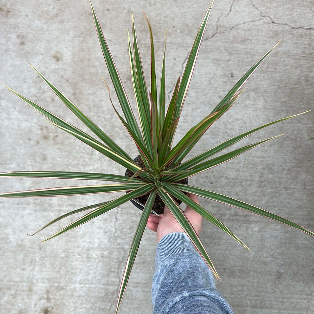 dracaena colorama outdoors Dracaena 'Colorama' 4"