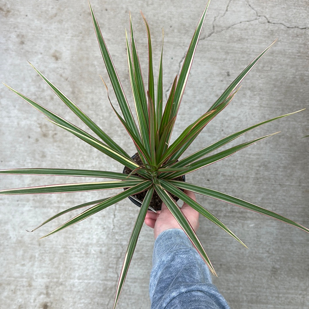 dracaena colorama green Dracaena 'Colorama' 4"