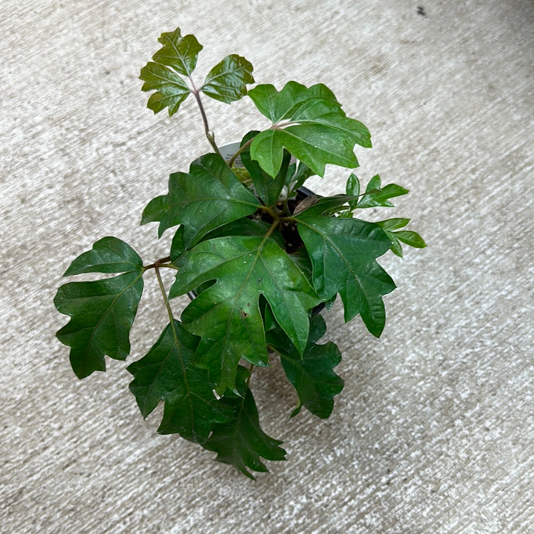 cissus indoor plant Cissus 'Ellen Danica' 4