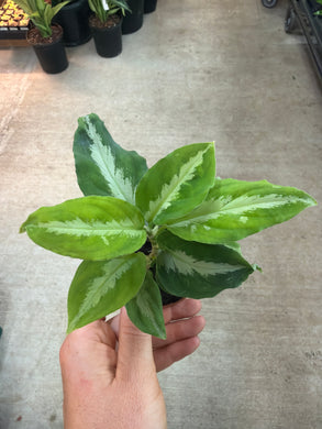 Aglaonema Pictum Bicolor 2