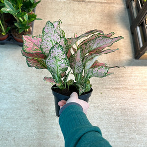 aglaonema pink wishes Aglaonema Red Wishes 6" – Kent East Hill Nursery