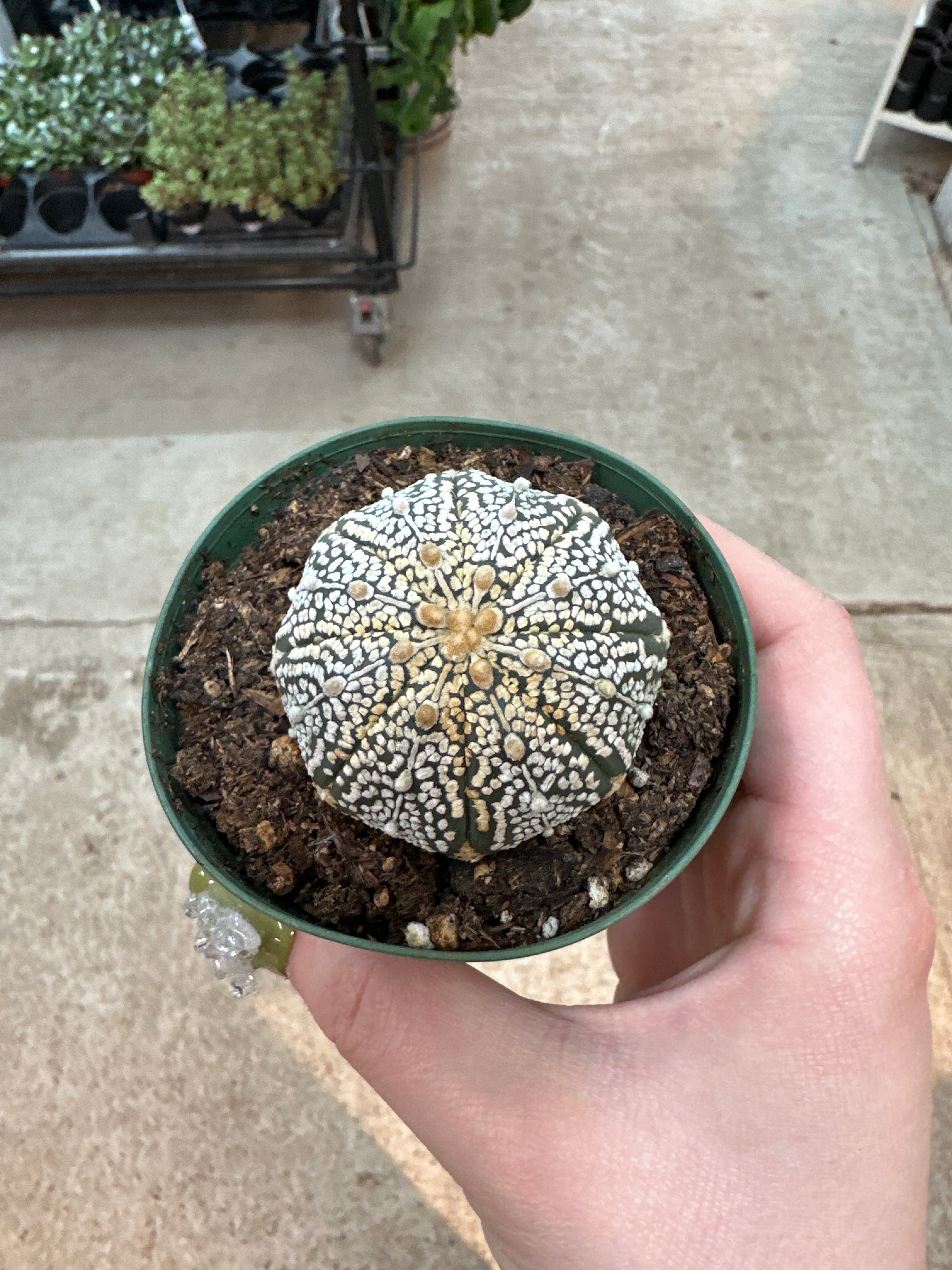 astrophytum asterias for sale Astrophytum asterias 3