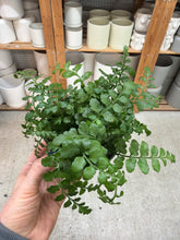 Load image into Gallery viewer, Asplenium 'Parvati' 4" - Mother Fern