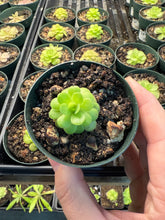 Load image into Gallery viewer, Pinguicula Martinezii 2&quot; - Butterwort