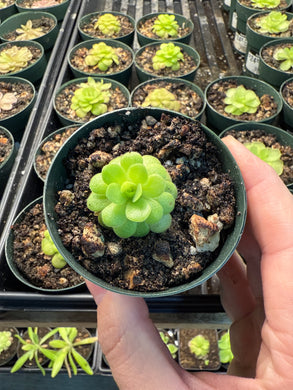 Pinguicula Martinezii 2