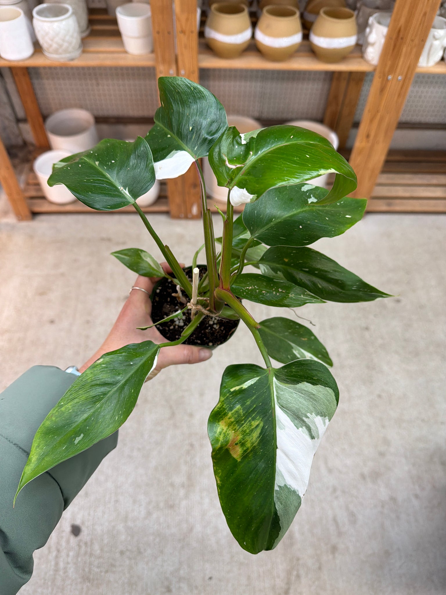 philodendron white princess buy Philodendron White Princess 4" – Kent East Hill Nursery
