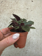 Load image into Gallery viewer, Saintapaulia sp. 2" -Collector/Speciality African Violet
