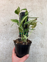 Load image into Gallery viewer, Amydrium zippeleanum variegata 4&quot;
