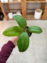 Load image into Gallery viewer, Hoya aceh gomas 2" - Wax Plant