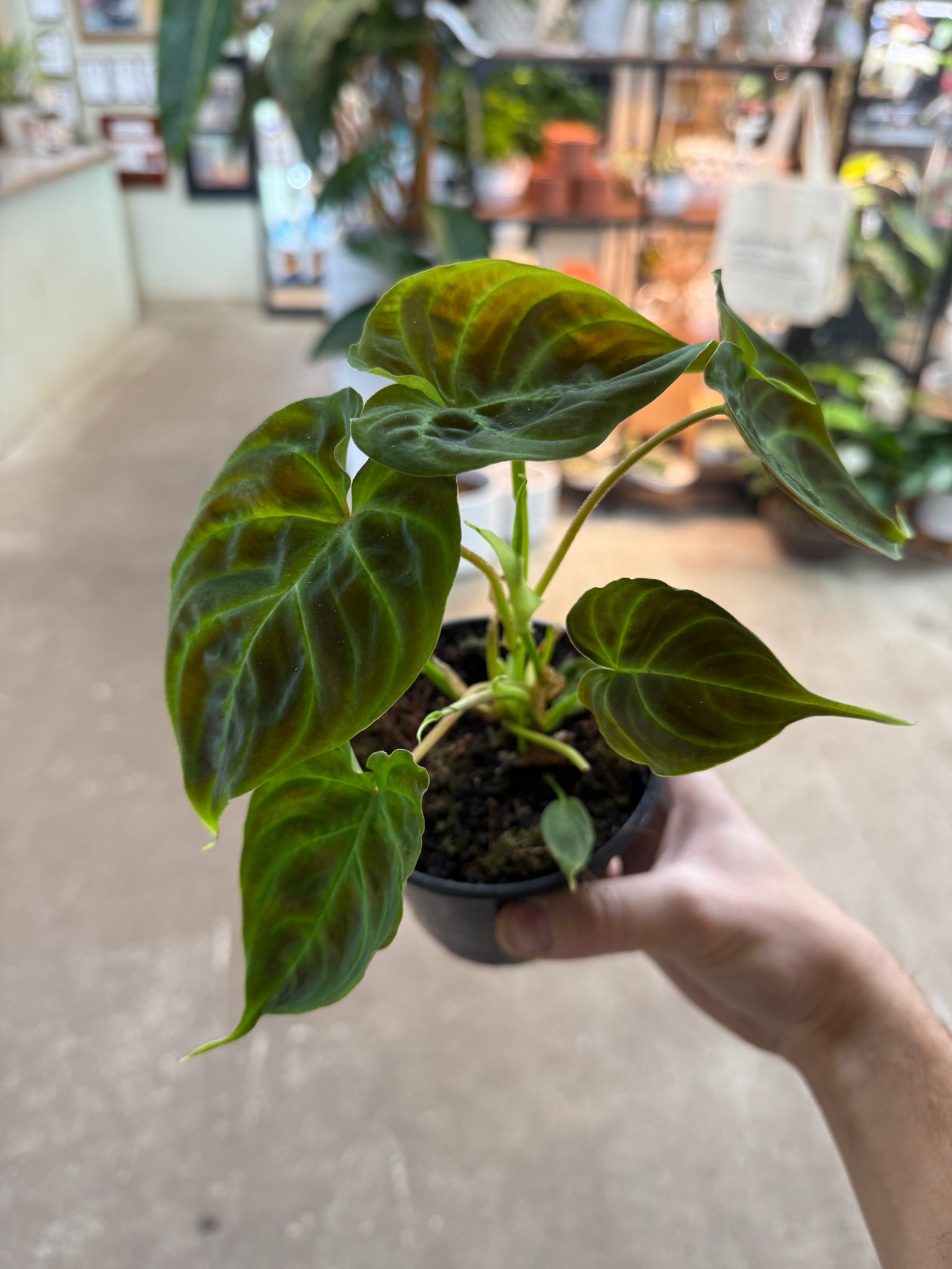 indoor philodendron verrucosum Philodendron Verrucosum 4"