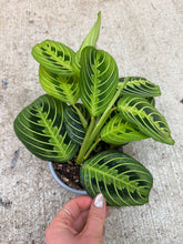 Load image into Gallery viewer, Maranta Lemon 4" - Lemon Prayer Plant