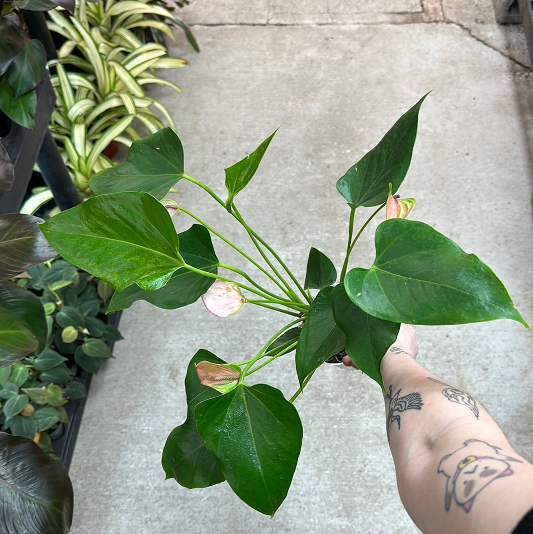 anthurium lilli Anthurium Lilli 4"