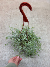 Load image into Gallery viewer, Cotyledon pendens 6" - Cliff Cotyledon