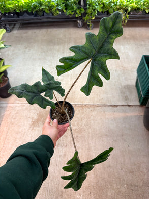 Alocasia Jacklyn 4