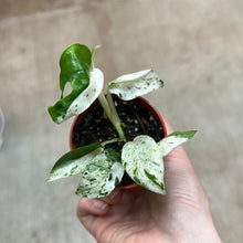 Load image into Gallery viewer, Epipremnum pinnatum &#39;Marble Variegated&#39; 2&quot;