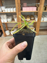Load image into Gallery viewer, Drosera capensis White Flower 2"