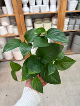Load image into Gallery viewer, Epipremnum Jade 4" - Jade Pothos