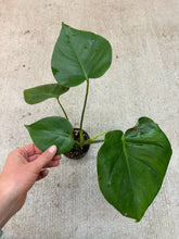 Load image into Gallery viewer, Monstera Deliciosa 4&quot; - Split Leaf Philodendron