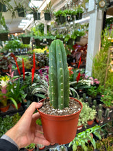 Trichocereus pachanoi 6" - San Pedro Cactus