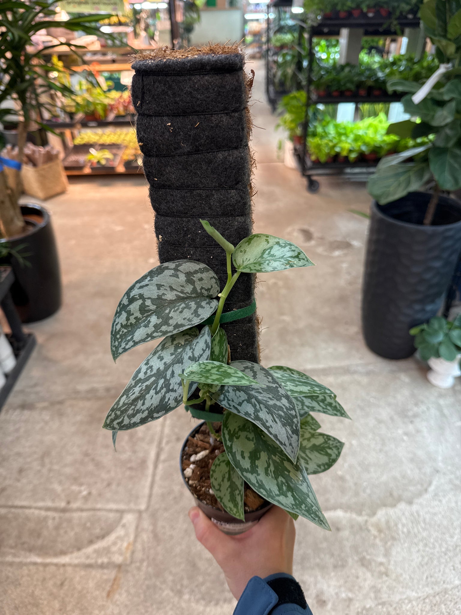 pothos silver lady Scindapsus Silver Lady 4"
