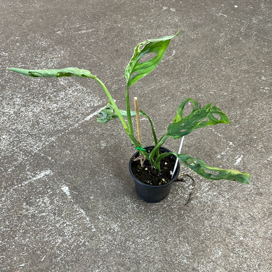 mint swiss cheese plant Monstera adansonii mint 4"