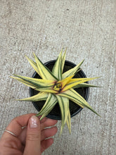 Load image into Gallery viewer, Haworthia fasciata 'Aurea Variegata' 4"