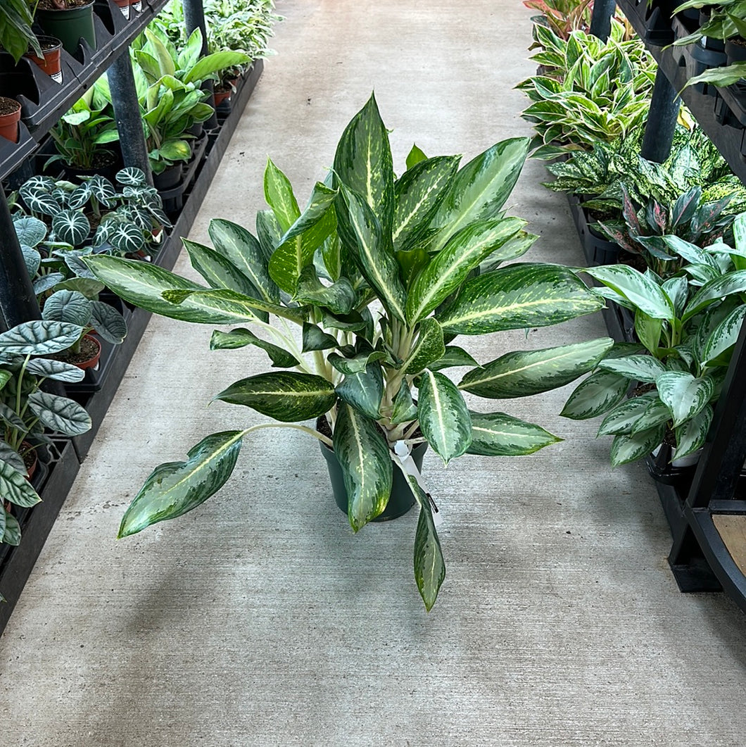 dieffenbachia white dragon Dieffenbachia White Rain 8" – Kent East Hill Nursery