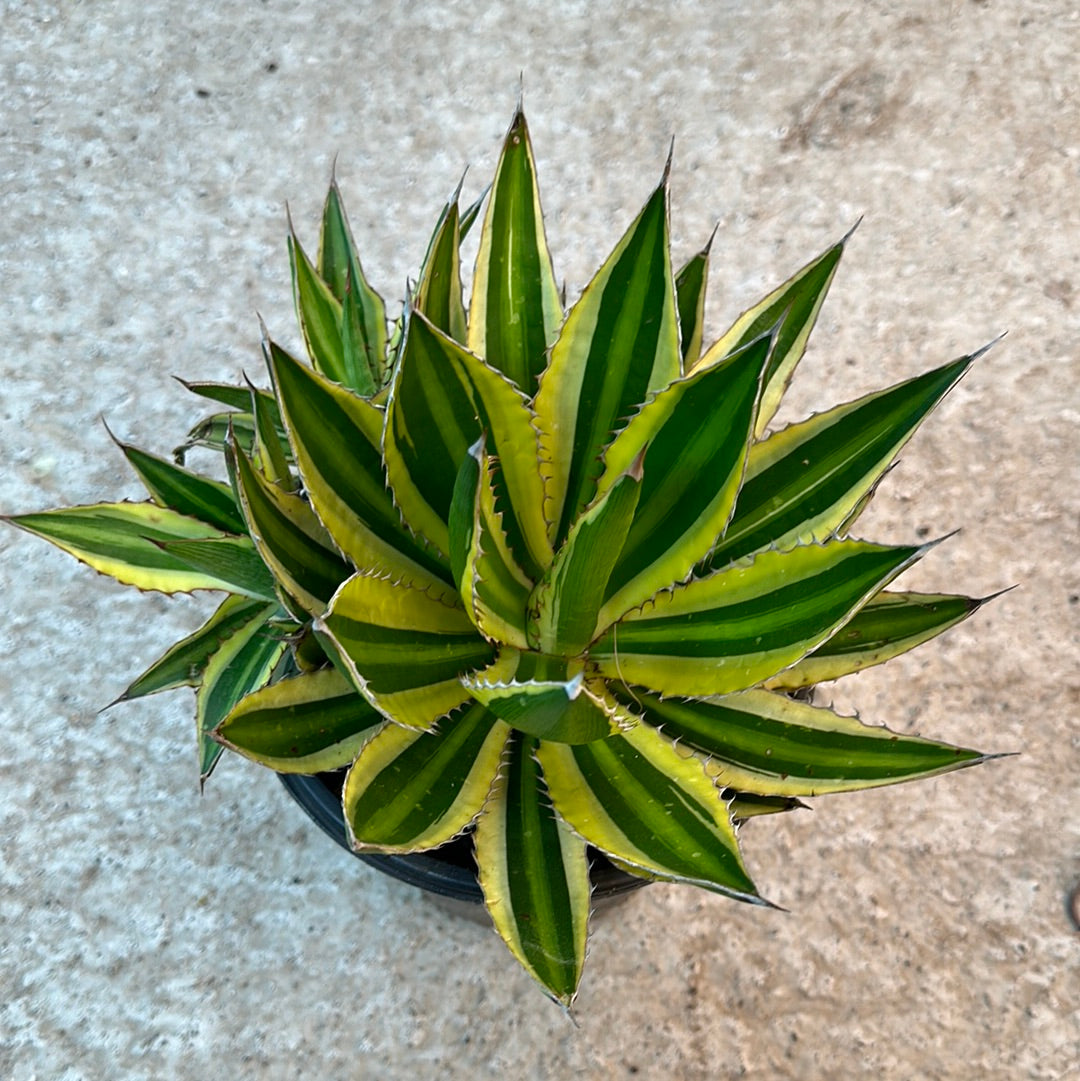 Agave Quadricolor #1 – Kent East Hill Nursery