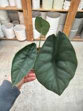 Load image into Gallery viewer, Alocasia Puncakborneensis 4"