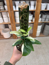Load image into Gallery viewer, Scindapsus treubii Moonlight Albo Variegata 4"
