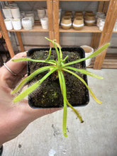 Load image into Gallery viewer, Drosera capensis White Flower 2"