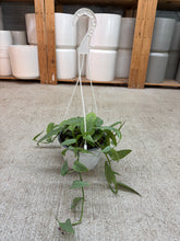 Load image into Gallery viewer, Epipremnum pinnatum 'Cebu Blue' 6"  - Pothos Hanging Basket