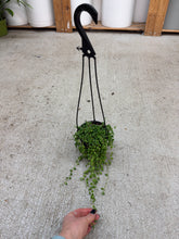 Load image into Gallery viewer, Senecio rowleyanus 4" HB - String of Pearls