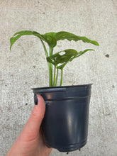 Load image into Gallery viewer, Monstera Adansonii 4" - Swiss Cheese Plant