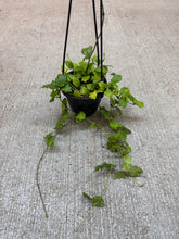 Load image into Gallery viewer, Hoya endauensis 4" - Wax Plant