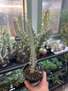Euphorbia Lactea 'White Ghost' 4"