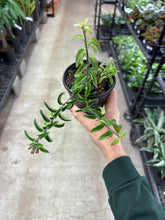 Load image into Gallery viewer, Aeschynanthus &#39;Twister&#39; 4&quot; - Lipstick Plant