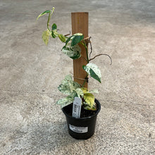 Load image into Gallery viewer, Epipremnum pinnatum &#39;Marble Variegated 4&quot; - Pothos