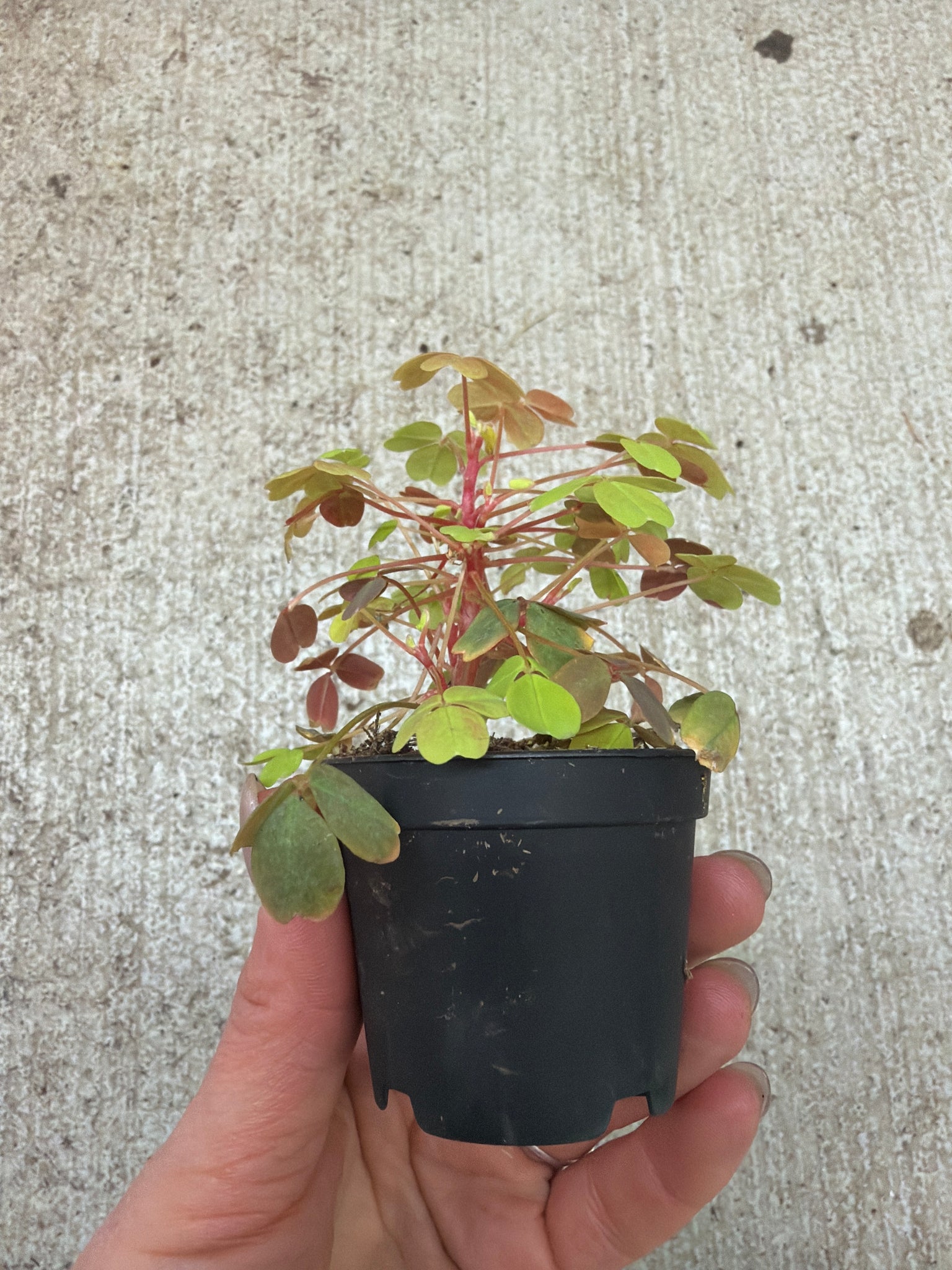 wood sorrel house plant Oxalis sp. 2"