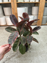 Load image into Gallery viewer, Ficus 'Ruby' 8" - Ruby Rubber Plant