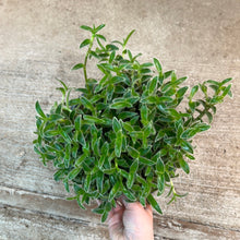 Load image into Gallery viewer, Tradescantia Kitten Ears 8&quot; - Inch Plant
