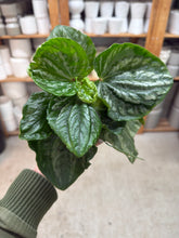 Load image into Gallery viewer, Peperomia Ecuador 4"