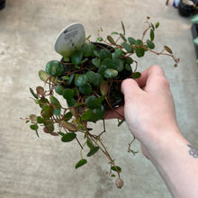 Load image into Gallery viewer, Peperomia &#39;Pepperspot&#39; 4in