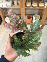 Load image into Gallery viewer, Pteris aspericaulis 'Tricolor' 4" - Candy Stripe Brake Fern