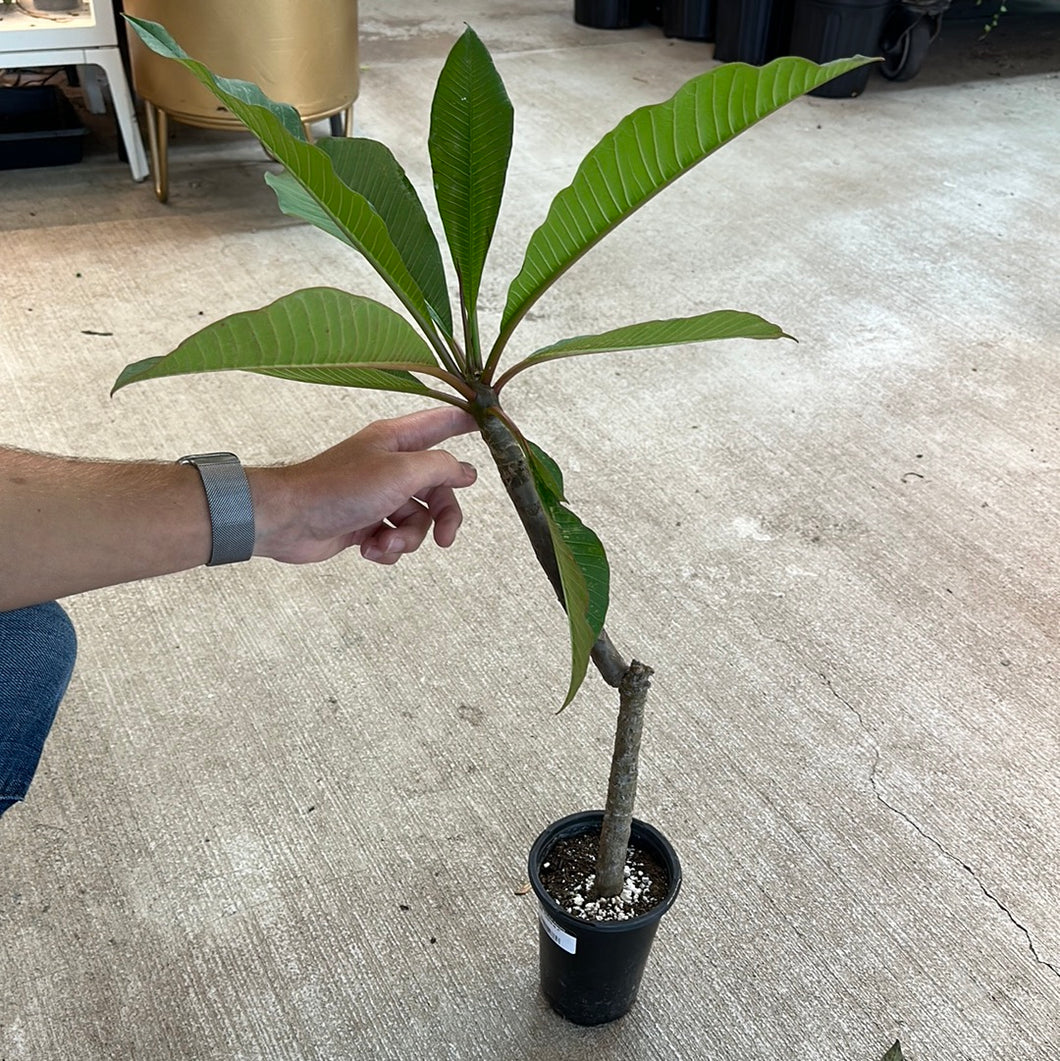 Plumeria sp. 4