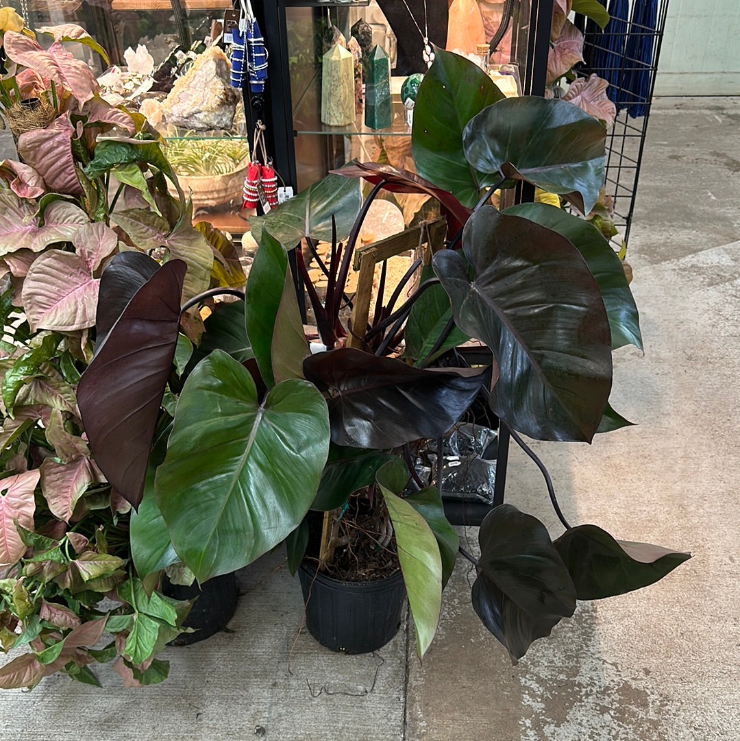 philodendron black queen Philodendron Burgundy Princess 8" – Kent East Hill Nursery