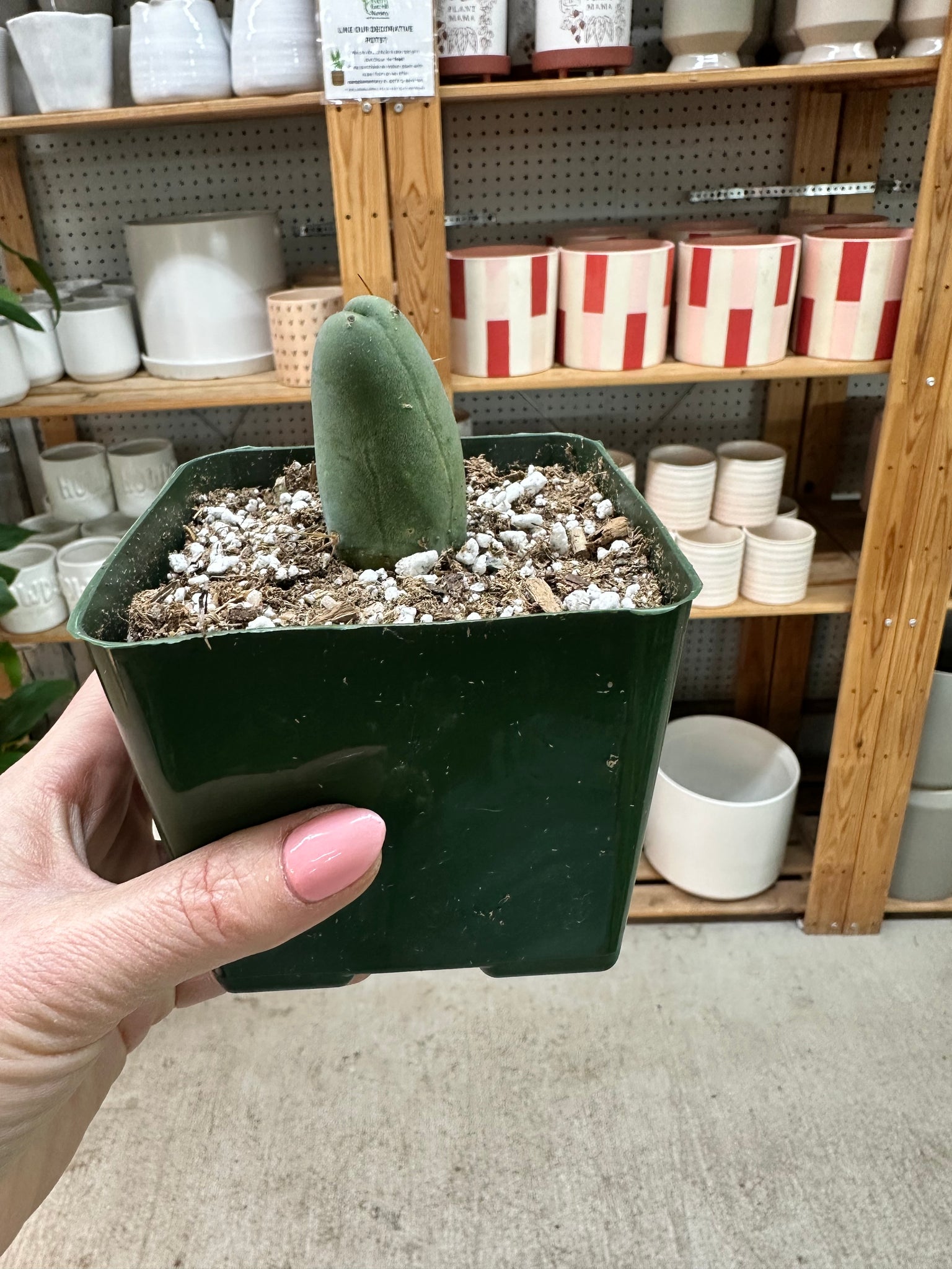 Hypocrisy / Penetralia ヒポクリシー Trichocereus bridgesii monstrose 4