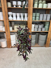 Load image into Gallery viewer, Tradescantia zebrina purple 4" HB - Inch Plant